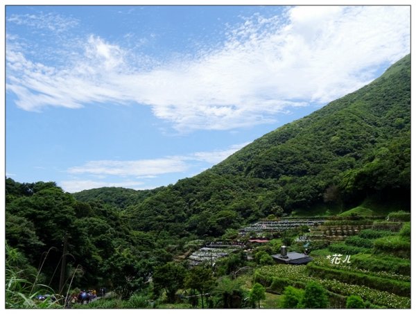 竹子湖/青楓步道986136