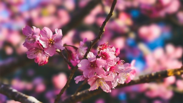 【台灣健行】春艷 • 寶山二集團2698528