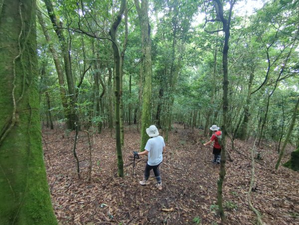 2025.07.13－漫步於森林中：鵝公髻山2835461