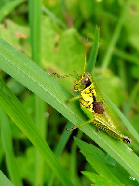 沙里仙林道、沙里仙溪、同富山/埔沙山、東埔山、阿毛巨木2812459