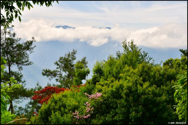 波津加山頂的玉山杜鵑開花了！315763