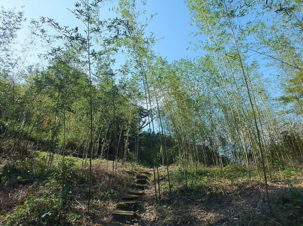 【新北市】雙溪八景之觀日嶺步道