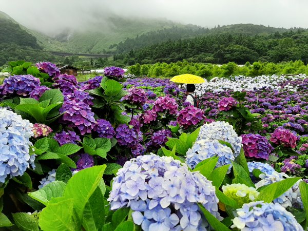 繡球花田繽紛多彩。雲霧飄緲群山間989364