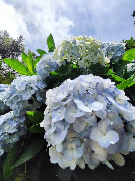 觀音山小鷹尖2818039