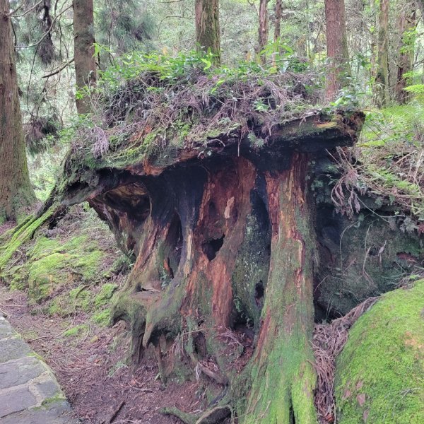 阿里山國家森林遊樂區2549510