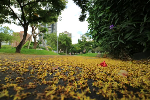 「都市之肺」大安森林公園718019