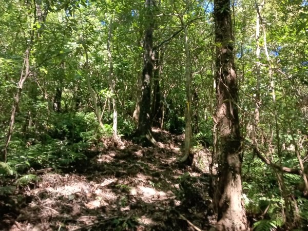 雙溪區中坑東山去回+林厝前荷花2877651