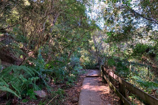 苗栗泰安｜馬那邦山登山步道｜漫步楓紅古戰場．遠眺深藍聖稜線1574382