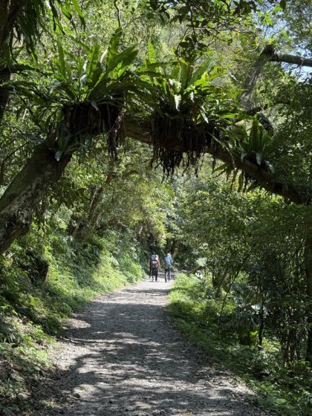2025/03/21 聖母山莊 抹茶山 三角崙山2935086