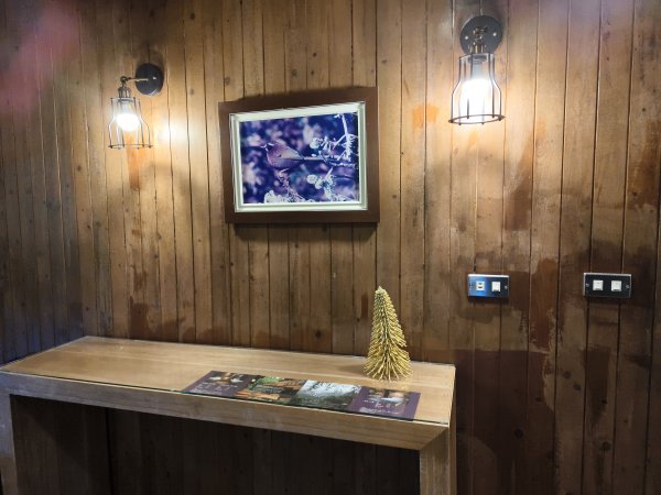 [百山百鳥尋旅-07/15] 2025_0831 八仙山國家森林遊樂區步道群2875953