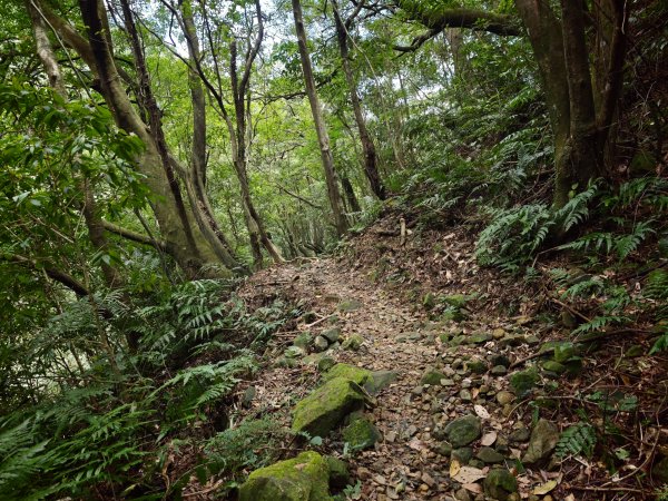 [淡蘭古道] 2026_0531 北路第一段_燦光寮古道(下)-牡丹溪畔3070966