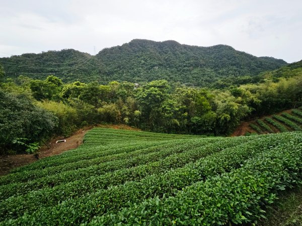 2025臺北大縱走第七段：世界山莊至飛龍步道政大後山2924014