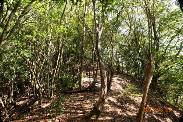 新竹 尖石 東泰野寒山1629575