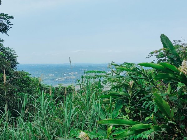 新竹［飛鳳山+中坑山+石壁潭山+大板根o形縱走］2231648