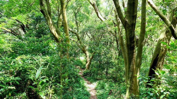 微笑山線百年大榕樹段2848396