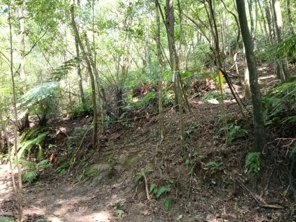 汐止區金明山B線+如意湖O型2860237