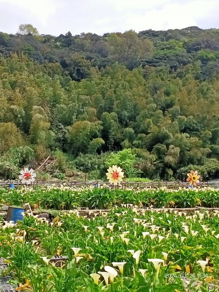 【發現陽明山】頂北投→陽峰古道→陽明山花鐘→陽明書屋→紫明溪步道→竹子湖海芋季2463826