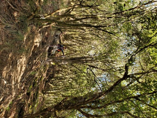 中橫大辣－屏風山1507798