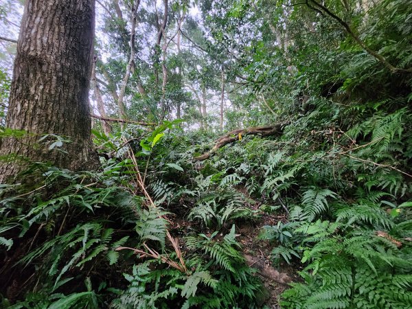 20260208五分寮頂山內大坪山石硬山O型3005240