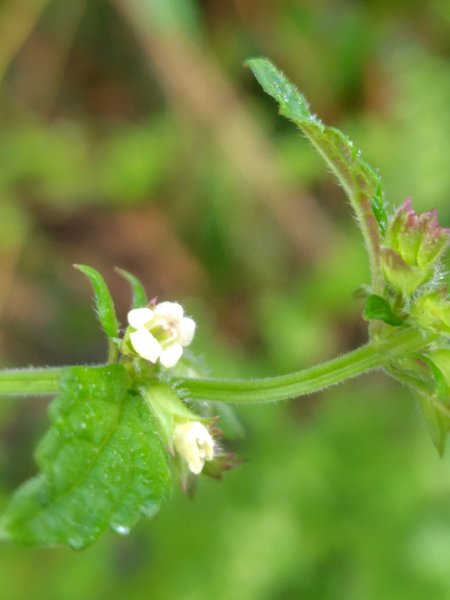 再訪雙林山、杜仔湖步道、雙子山2817932