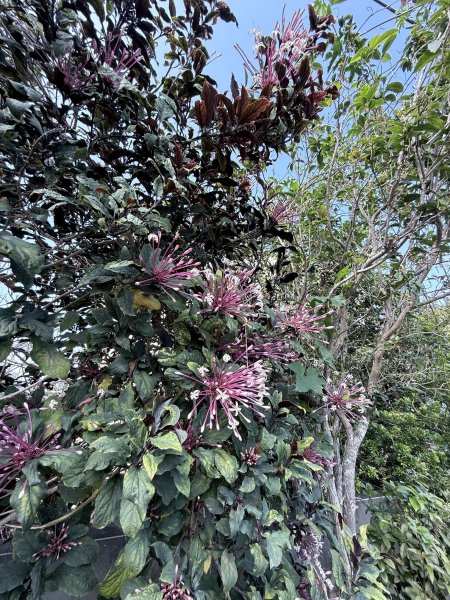 草尾嶺步道血藤花大爆開    2025.3.272748134