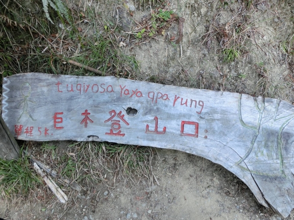 司馬庫斯神木91222