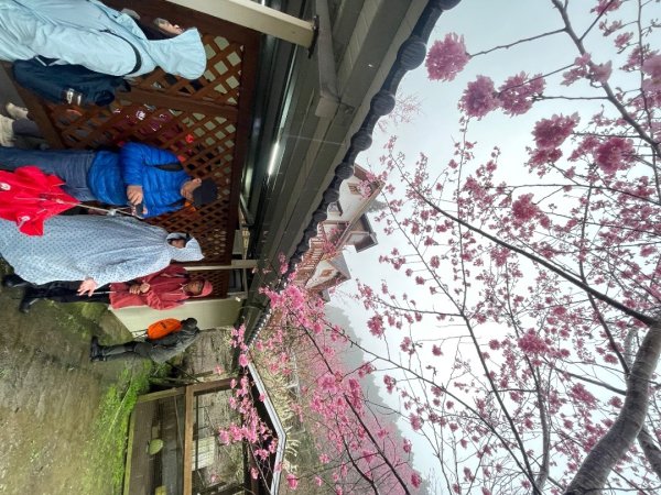 鵝公髻山🌸山上人家2719262