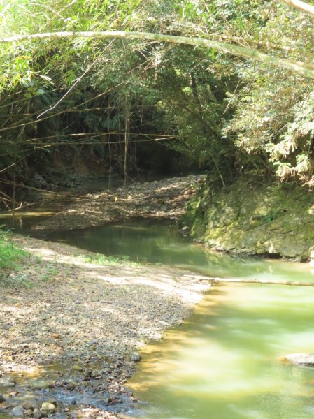 澀水森林步道(+水上瀑布)2915733