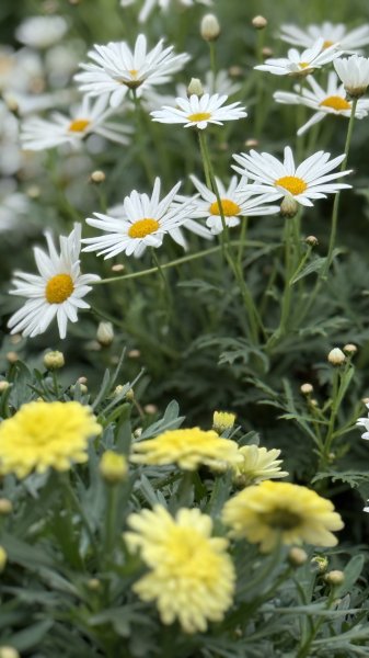 2025台北杜鵑花季｜大安森林公園｜迎曦花丘｜20250307｜峯花雪月2729829