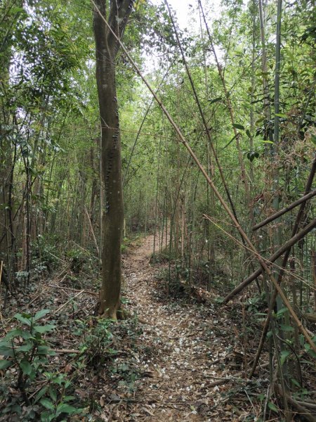 2024.04.14 倒別牛登中坑山飛鳳山O型2922827