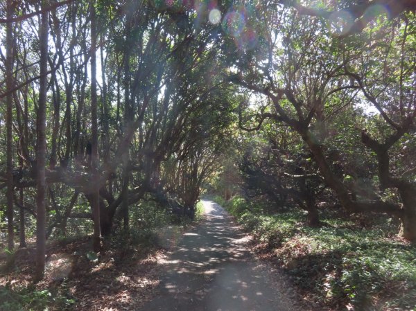 南投草尾嶺步道(賞血藤花)3031415