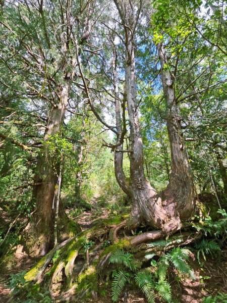 三星山-小百岳#85-宜蘭縣大同鄉2827527