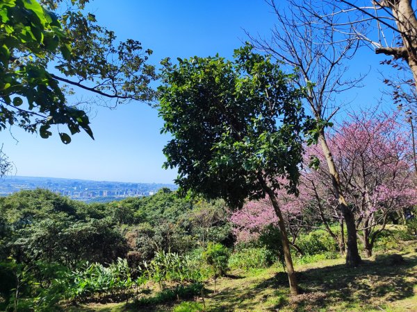 龜山福源山-牛灶坑山-鶯歌火車站走春遊2701317