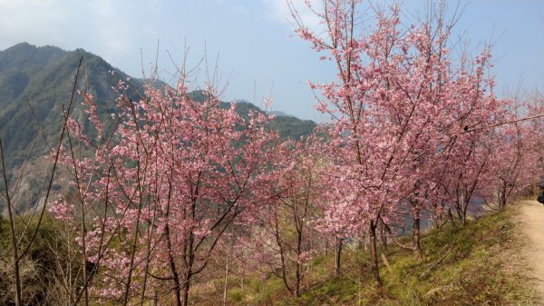 司馬庫斯賞櫻花+巨木群登山步道845176