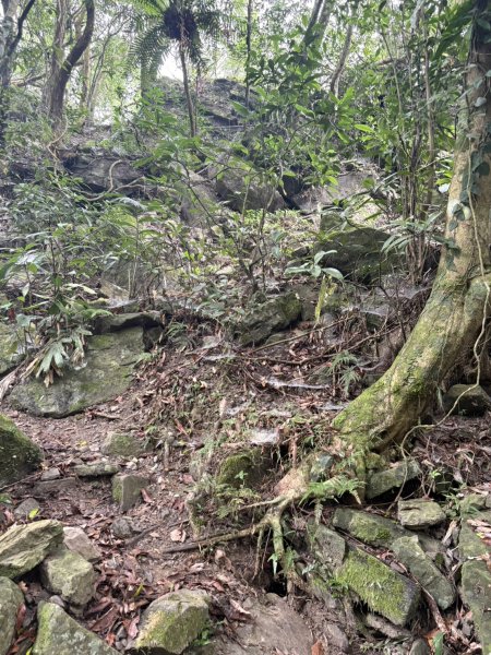 20251108白雲山步道2935204