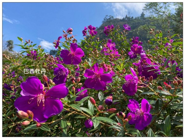 圓潭、心湖、向山、園溪瀑布 (嘉義 竹崎)2893756