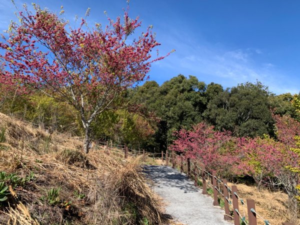 梨山賓館步道875965