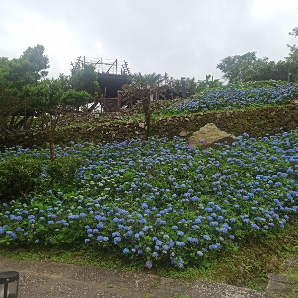 跑馬古道路邊的花1747318