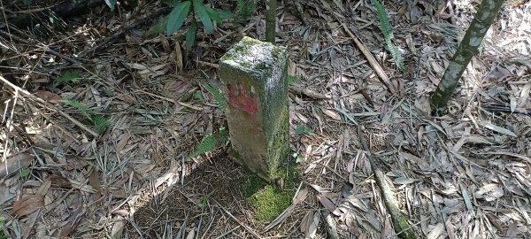 鬼澤山步道-2023/08/132246524