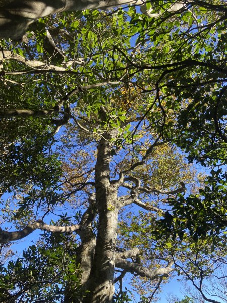 114.11.16 北得拉曼追黃金山毛櫸2937890