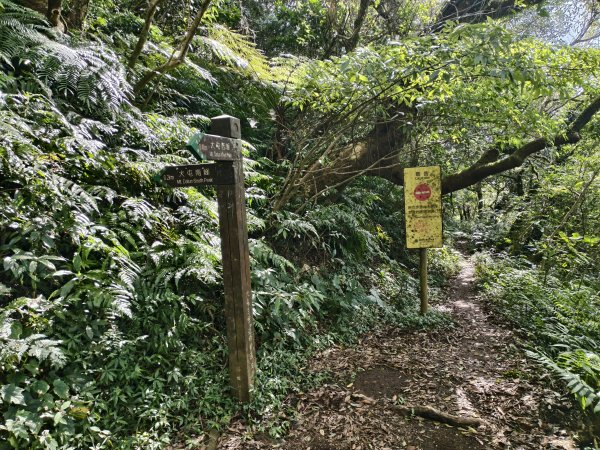 [百山百鳥尋旅-11/15] 2025_0927 大屯主峰-連峰步道_大屯山南峰2899392