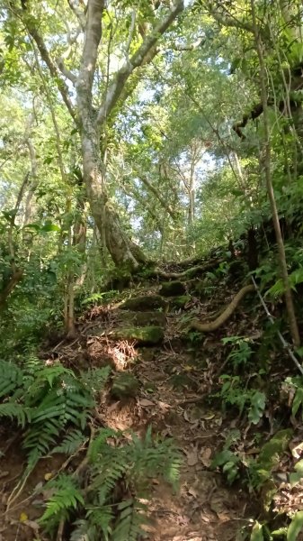 平溪區東勢格古道-咸豐嶺烽火台-峭壁雄峰-三抱竹鞍-白石後仙洞-東勢格古道P字走3126892