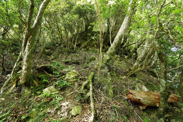 新竹 五峰 油羅山、霞山2798269