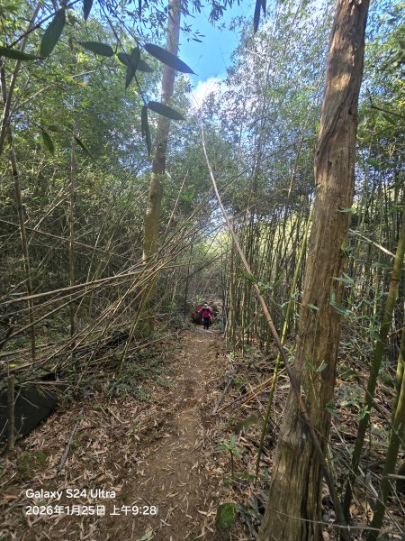 2026-01-25微笑山線：【天上山系】望月亭桐花段2988210