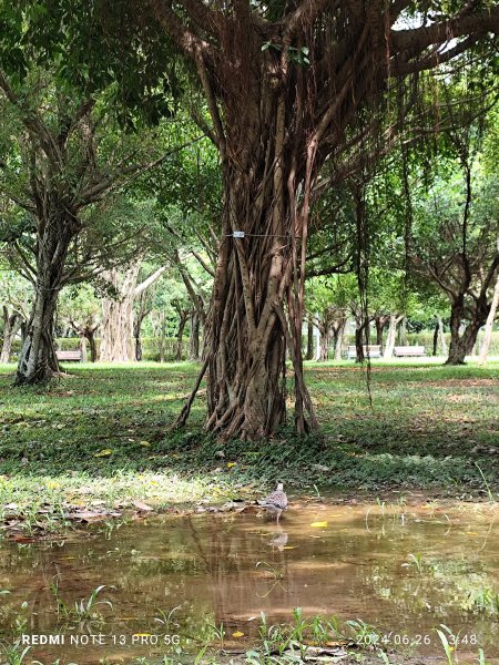 大安森林公園【走路趣尋寶】【臺北健走趣】2536224