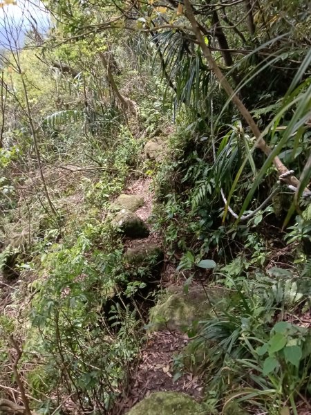 蛇子形古道+柴寮古道2754232