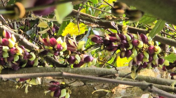 台中大坑頭嵙山（大冠鷲／木蜂／五色鳥／血藤花／鳳凰花）2756693