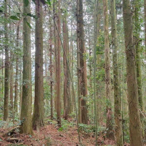 丸田砲台遺址步道2454170