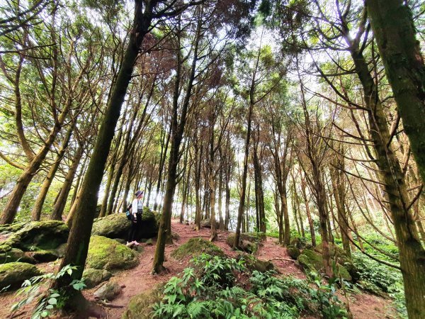 新竹民都有山，鵝公髻山，五指山，桃園赫威神木群步道，赫威山，高坡彩虹瀑布，苗栗山塘背步道，小北埔山1685647