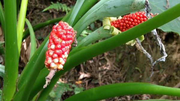 新溪洲山之樂400361